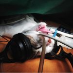 Cat music critics make surgery safer for humans Cat music critics make surgery safer for humans