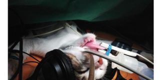 Cat music critics make surgery safer for humans Cat music critics make surgery safer for humans