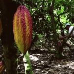 Chemists develop sweeter, healthier chocolate Chemists develop sweeter, healthier chocolate