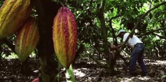 Chemists develop sweeter, healthier chocolate Chemists develop sweeter, healthier chocolate