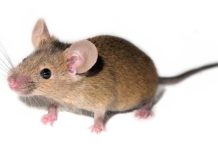 Duke researchers discover mouse love songs Duke researchers discover mouse love songs