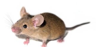Duke researchers discover mouse love songs Duke researchers discover mouse love songs
