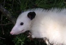 Opossum protein synthesized as a better snake bite cure Opossum protein synthesized as a better snake bite cure