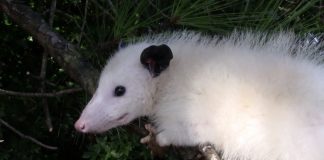 Opossum protein synthesized as a better snake bite cure Opossum protein synthesized as a better snake bite cure