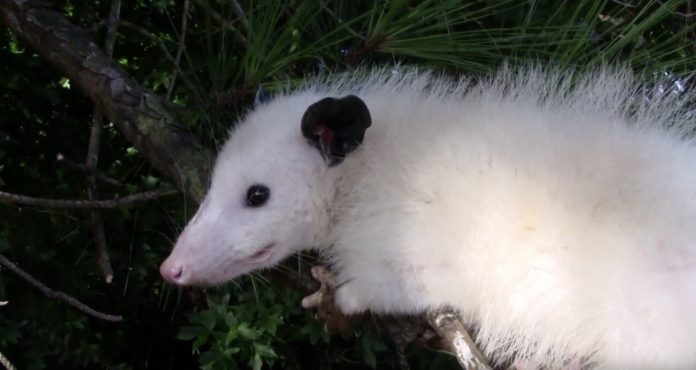 Opossum protein synthesized as a better snake bite cure