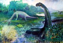 Paleontologists resurrect Brontosaurus as a unique species Paleontologists resurrect Brontosaurus as a unique species