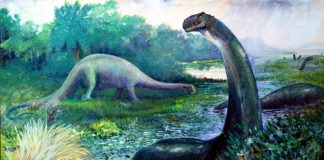 Paleontologists resurrect Brontosaurus as a unique species Paleontologists resurrect Brontosaurus as a unique species