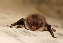 Scientists discover how blind bats keep from flying into each other Scientists discover how blind bats keep from flying into each other