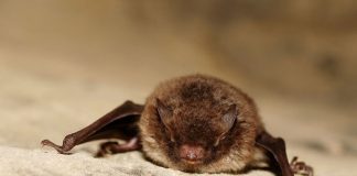 Scientists discover how blind bats keep from flying into each other Scientists discover how blind bats keep from flying into each other