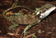 Three new species of dragon-like lizards discovered in the Andes Three new species of dragon-like lizards discovered in the Andes