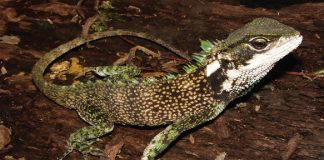 Three new species of dragon-like lizards discovered in the Andes Three new species of dragon-like lizards discovered in the Andes
