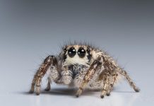 Arachnologists discover color vision in jumping spiders Arachnologists discover color vision in jumping spiders