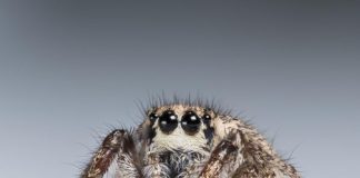 Arachnologists discover color vision in jumping spiders Arachnologists discover color vision in jumping spiders