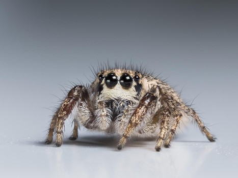 Arachnologists discover color vision in jumping spiders