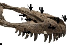 Canadian fossils show evidence of cannibalism and combat in tyrannosaurs Canadian fossils show evidence of cannibalism and combat in tyrannosaurs