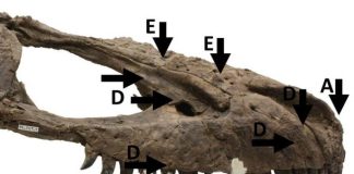 Canadian fossils show evidence of cannibalism and combat in tyrannosaurs Canadian fossils show evidence of cannibalism and combat in tyrannosaurs
