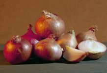 Chinese researchers create artificial muscle tissue from onion Chinese researchers create artificial muscle tissue from onion