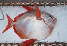 First known warm-blooded fish discovered First known warm-blooded fish discovered