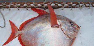First known warm-blooded fish discovered First known warm-blooded fish discovered