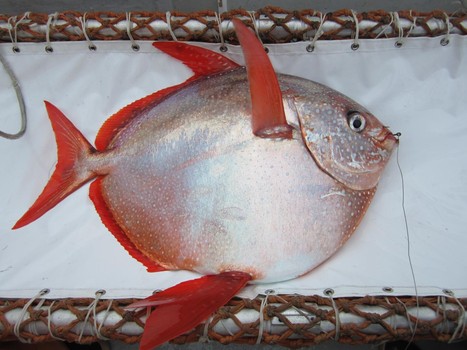 First known warm-blooded fish discovered