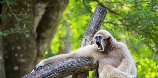 Gibbon language deciphered for the first time Gibbon language deciphered for the first time