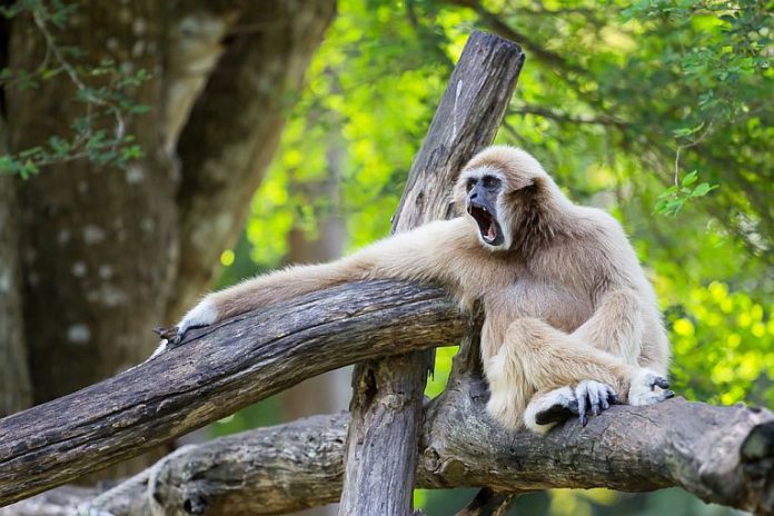 Gibbon language deciphered for the first time