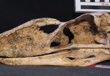 New fossil reveals ‘terror bird’ secrets New fossil reveals ‘terror bird’ secrets