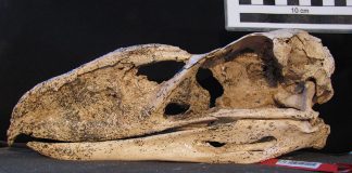 New fossil reveals ‘terror bird’ secrets New fossil reveals ‘terror bird’ secrets