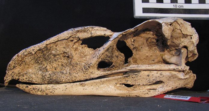 New fossil reveals ‘terror bird’ secrets
