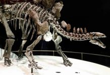 New study shows Stegosaurus sexted with spine plates New study shows Stegosaurus sexted with spine plates
