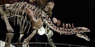 New study shows Stegosaurus sexted with spine plates New study shows Stegosaurus sexted with spine plates