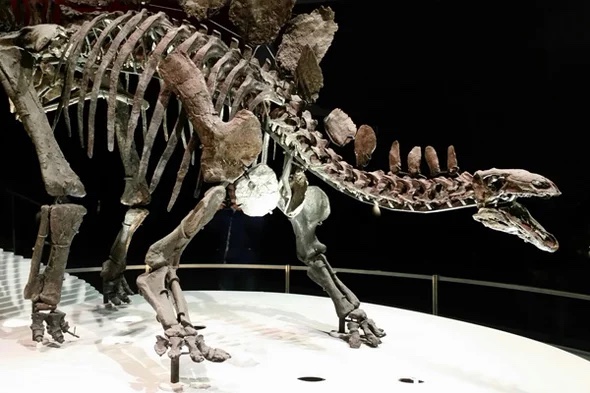New study shows Stegosaurus sexted with spine plates
