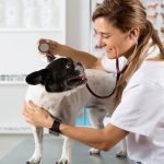 Vets show your pet can give you disease Vets show your pet can give you disease