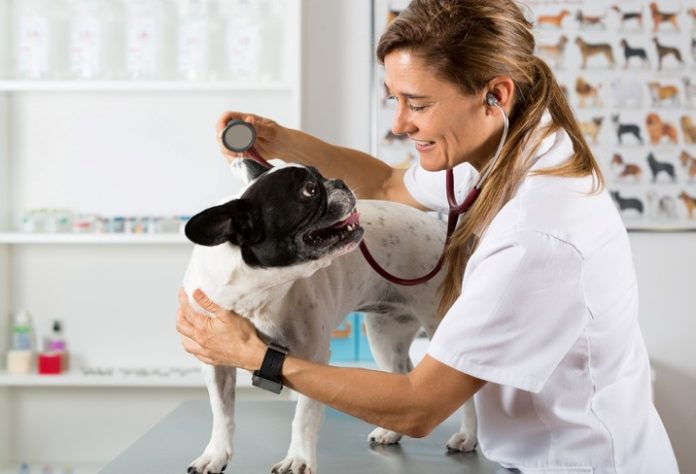 Vets show your pet can give you disease