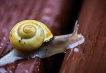 Detroit Zoo ships snails to Tahiti to repopulate endangered species Detroit Zoo ships snails to Tahiti to repopulate endangered species