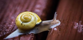 Detroit Zoo ships snails to Tahiti to repopulate endangered species Detroit Zoo ships snails to Tahiti to repopulate endangered species