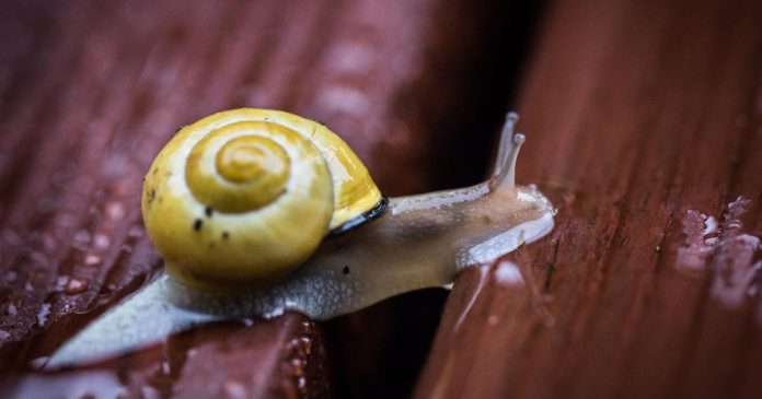 Detroit Zoo ships snails to Tahiti to repopulate endangered species