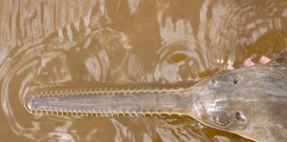 Female smalltooth sawfish proven to impregnate themselves Female smalltooth sawfish proven to impregnate themselves