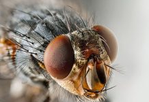 Study proves flies can tell the time of day Study proves flies can tell the time of day