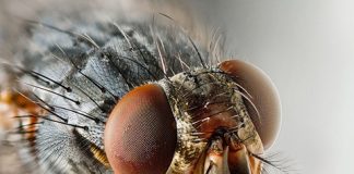 Study proves flies can tell the time of day Study proves flies can tell the time of day
