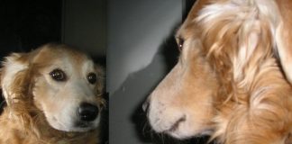 Study proves most animals are self-aware Study proves most animals are self-aware