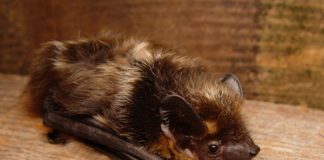 Giant ancient bat that walked on four legs discovered in New Zealand Giant ancient bat that walked on four legs discovered in New Zealand