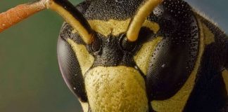 Study shows some insects may share brain power Study shows some insects may share brain power