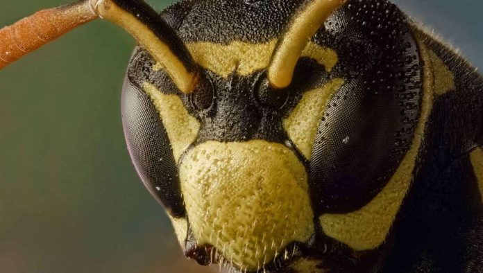 Study shows some insects may share brain power