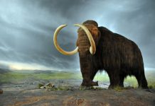 Abrupt climate change, not humans, doomed the woolly mammoth Abrupt climate change, not humans, doomed the woolly mammoth