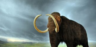 Abrupt climate change, not humans, doomed the woolly mammoth Abrupt climate change, not humans, doomed the woolly mammoth