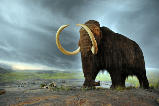 Abrupt climate change, not humans, doomed the woolly mammoth