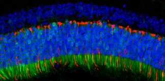 Ancient viruses resurrected to improve gene therapy Ancient viruses resurrected to improve gene therapy