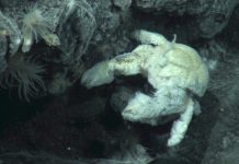 Biologists find first known species of Antarctic yeti crab Biologists find first known species of Antarctic yeti crab