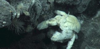 Biologists find first known species of Antarctic yeti crab Biologists find first known species of Antarctic yeti crab